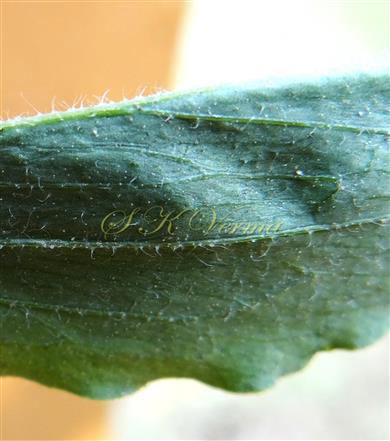  Leaflet (Abaxial surface)
